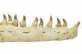 Mosasaur Jaw With Twenty Teeth - Oulad Abdoun Basin, Morocco #195777-8